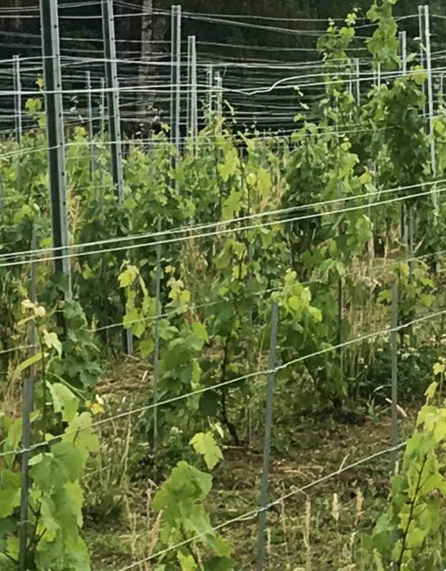 Palissage d&rsquo;été