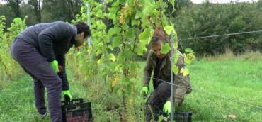 Naissance d’un vignoble à Beersel